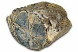 Wide Petrified Wood (Schinoxylon) Limb - Blue Forest, Wyoming #344112-1